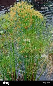 Image result for Cyperus nduru
