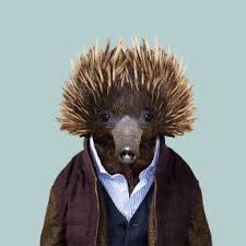 Zoo Portraits By Yago Partal Western Long Beaked Echidna Retratos De Animais Animais Ilustracao Animal