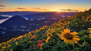 In the spring the top is carpeted with vibrant yellow balsam root. Sunset Wildflowers Dog Mountain In Washington Over North Side Of The Gorge Of River Columbia Hd Wallpaper 3840x2400 Wallpapers13 Com