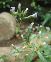 Image result for Vernonia cinerea