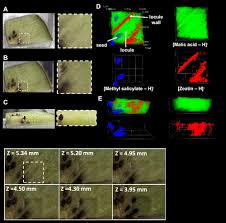 Direct Three-Dimensional Mass Spectrometry Imaging with Laser Ablation  Remote Atmospheric Pressure Photoionization/Chemical Ionization