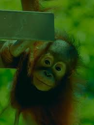 Do Animals Suffer From Down Syndrome