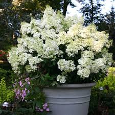 Image result for Gaertnera paniculata
