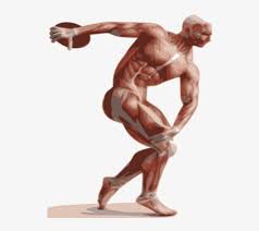 You can click the links in the image, or the links below the image to find out more information on any muscle group. Discobolus Human Body Muscle Anatomy Mural Neuromuscular Quick Pocket Reference Free Transparent Png Download Pngkey