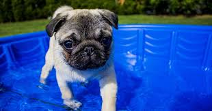 Piscine Pour Chien Role Avantages Modeles Et Prix
