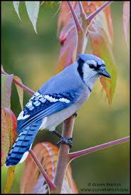 Black Bird With Blue Neck Ontario Blue Jay Cyanocitta Cristata Blue Jay Birds Flying Bird Photography