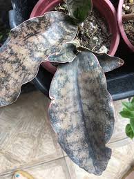 Image result for Sansevieria kirkii