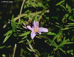 Image result for Velloziaceae