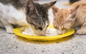 They contain lots of vitamins k, c and magnesium. Can Cats Eat Rice 3 Important Points To Note