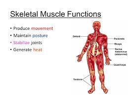 Skeletal Muscle Functions Ppt Video Online Download