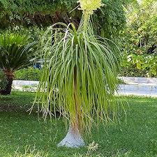 Image result for Copaifera baumiana