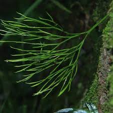 Image result for Psilotum nudum