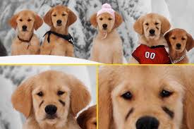 Following this, the furry animal undergone multiple plaster sessions for over two months. The Insane Story Behind Disney S Snow Buddies The Movie That Killed 5 Puppies Complex
