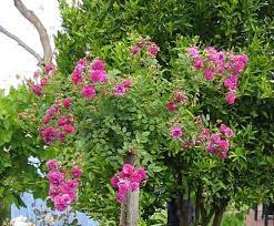 Miniatures are grown on their own root, and come in a dizzying array of colors. Sweet Chariot Rose Society Of South Australia