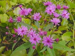 Image result for Vernonia brachycalyx