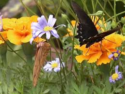Flowers will attract butterflies and other pollinators to your garden, but they aren't always enough to feed offspring and provide a safe and comfortable home for these insects. Attracting Butterflies To The Garden Hgtv