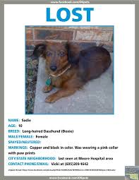 Moore Oklahoma Lost Please Share Losing A Pet Find Pets Dachshund Love