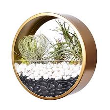 5 out of 5 stars (341) 341 reviews $ 16.00. Ecosides Wall Mounted Planter Wall Hanging Planters Metal Plant Terrarium For Indoor Planter Air Plant Holders Decorative Morden Circle Iron Vase For Succulent Indoor Wall Decor Small 6 H Gold Buy Online In