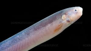 Ikan Paling Berbahaya Makan Penis Manusia