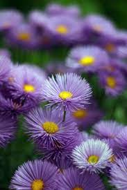 Looking For Rainbows In The Moonlight Flowers Photography Purple Flowers Beautiful Flowers
