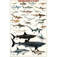 Laminated Dangerous Sharks Of The World Fish Great White Educational Science Chart Poster 24x36