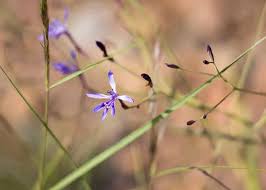 Image result for Wahlenbergia undulata