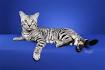 Bengal Kittens & Cats for Sale Near Me | Wild & Sweet Bengals