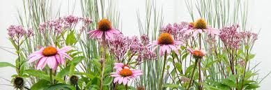 A basket filled with snacks, bath products, unique jewelry and accessories, or a favorite stuffed animal is a great and easy way to cheer up a loved one. In Our Garden We Re Going Native And It S Going To Be Beautiful Inspired Living Omaha Com