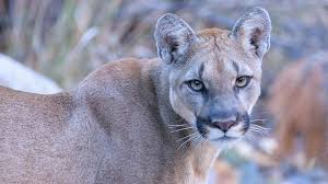 This big cat of many names is also found in many habitats, from florida swamps to canadian forests. Mountain Lions Big Bend National Park U S National Park Service