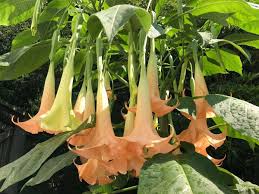 Image result for Brugmansia