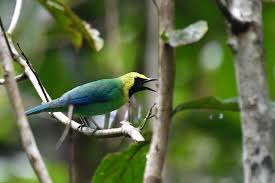 Image result for Cyanotis sp. aff. C. lapidosa