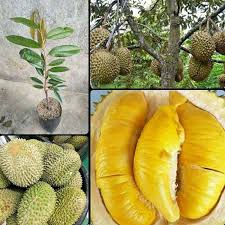 Durian montong merupakan jenis durian di indonesia yang terkenal sangat unggul dengan kualitas rasa yang sangat lezat dan teksturenya pun sangatlah lembut. Jual Banana Berkah Bibit Durian Musangking Bibit Tanaman Terbaru Juni 2021 Blibli