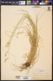 Image result for Scleria bequaertii