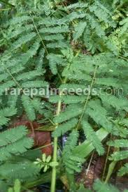 Image result for Mimosa diplotricha