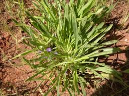 Image result for Aptosimum lineare