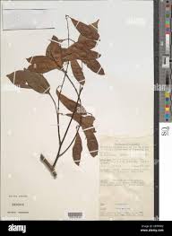 Image result for Mezoneuron