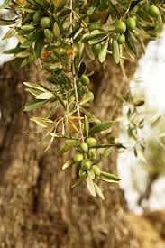 Pin De Crstbl En Oli Olives I Oliveres Olive Garden Olivo Aceituna
