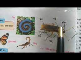 Parasite Meaning In Marathi Toxoplasmosis
