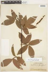 Image result for Paullinia pinnata