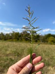 Image result for Dinebra