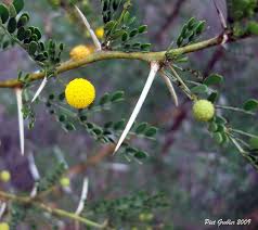 Image result for Acacia exuvialis