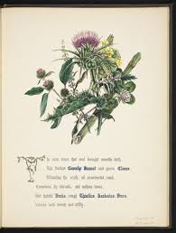 Check spelling or type a new query. Shakespeare S Favourite Flowers The Thistle