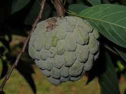 Image result for Annonaceae