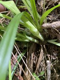 Image result for Isoglossa laxiflora