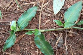 Image result for Commelina nigritana