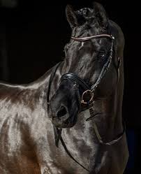 englisch kombiniert cavesson flash nosebands reithalfter reiten pferdeliebe