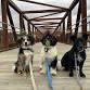 Free Weekly Dog Walking Club: We explore a new... event in Hooksett, NH