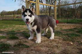 The white husky is one of the most stunning dogs you'll come across. Blue Eyed Black And White Husky Novocom Top