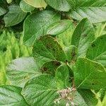 Image result for Crossopteryx