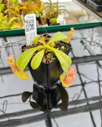 Image result for Gnidia stenophylla